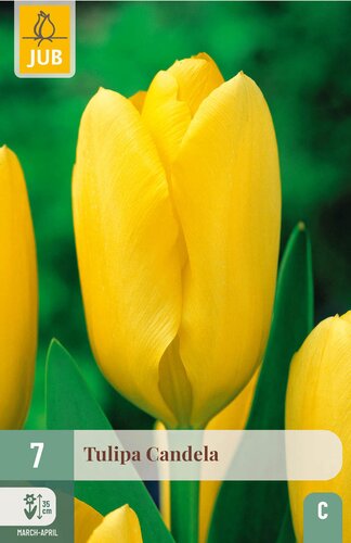 X   7 TULIPA CANDELA 11/12