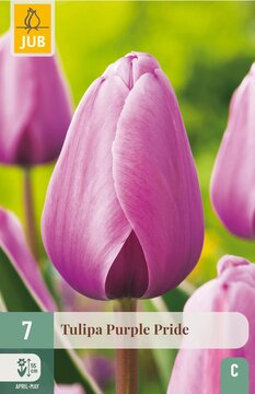 X   7 TULIPA PURPLE PRIDE 11/12