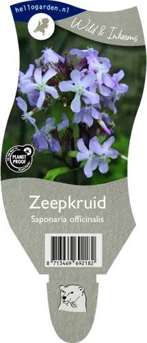 Zeepkruid