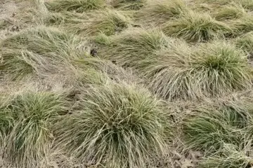 Carex comans 'Frosted Curls'