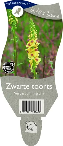 Zwarte toorts